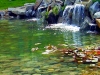 bio-pools-swimming-ponds-
